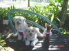 furkids.jpg