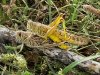330px-Copulating_desert_locust_pair.jpg
