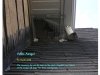 critter 07a.JPG