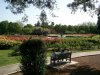 sj rose garden.jpg