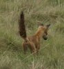 Fox-tail-brush.jpg