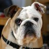 220px-Clyde_The_Bulldog.jpg
