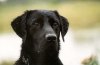 friend dog.jpg