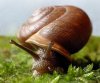snail_3.jpg