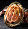 abalone 1.png