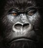 gorilla-closeup.jpg