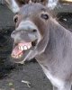 donkey.jpg