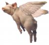 flyingpig.jpg