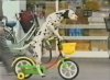 funny-dog-video-clip-Dalmatian-Riding-a-Bike.jpg