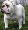 bulldog.jpg