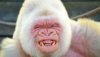apeWhite.jpg