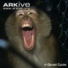 Sunda-pig-tailed-macaque-yawning.jpg