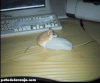 mouse.gif