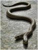 Rare-2-Headed-Snakes-003.jpg