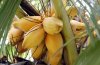 20110903_102208_coconut_st1.jpg 20110903_102208_coconut_st1.jpg