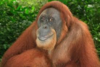 1564185256537.png