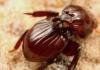 dn22526-2_220_thumbnail_70_100.jpg dn22526-2_220_thumbnail_70_100.jpg