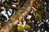 20121128_094327_bh_durian.jpg