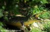 20121210_150829_crocodile.jpg 20121210_150829_crocodile.jpg