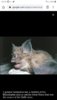 Screenshot_20200215-101600_Chrome.jpg