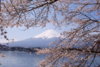 Lake_Kawaguchiko_Sakura_Mount_Fuji_2.JPG