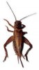 Cricket.jpg