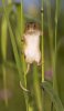 field-mouse_22.jpg