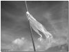 white-flag-21.jpg