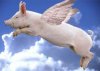 when_pigs_fly0-1.jpg