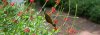 bird amidst shrubs.jpg