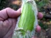 cucumber-bari-3.jpg