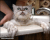 wet-cat-in-bathtub.gif