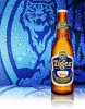 tiger-beer-lager.jpg