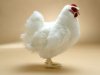 HAN_Hen_White_4172-1.jpg