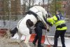 horse.jpg