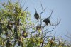 sri-lanka-Colombo-Viharamahadevi-Victoria-Park-fruit-bats.jpg