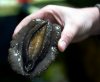 2008_04_07-Abalone2+copy.jpg