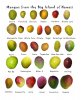 hawaii-mango-types.jpg