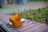 DSC_2429.jpg