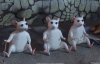 shrek-the-third-three-blind-mice-013.jpg