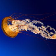 tunafish