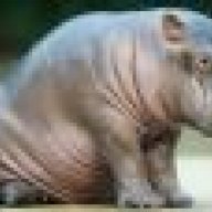 Hippopotamus