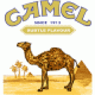 Camel