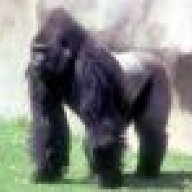 Gorilla
