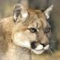 Puma1