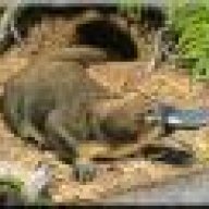 Platypus