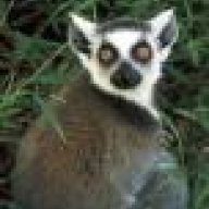 Lemur