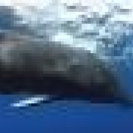 Whale