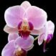 Orchid