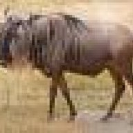 Wildebeest